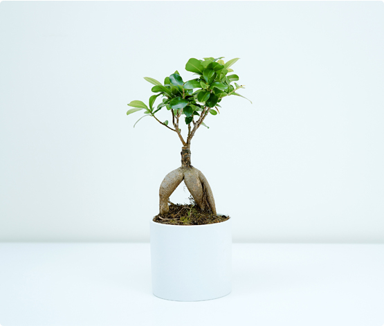 Plant